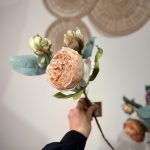 گل پیونی - تصویر 5