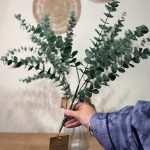 شاخه اکالیپتوس - تصویر 2