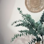 شاخه اکالیپتوس - تصویر 3