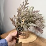 کاج سوزنی بلوبری - تصویر 3